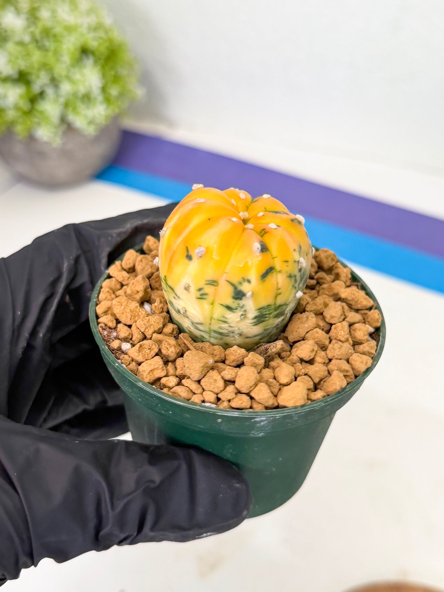 Astrophytum Var (at1) (y5) | From Taiwan