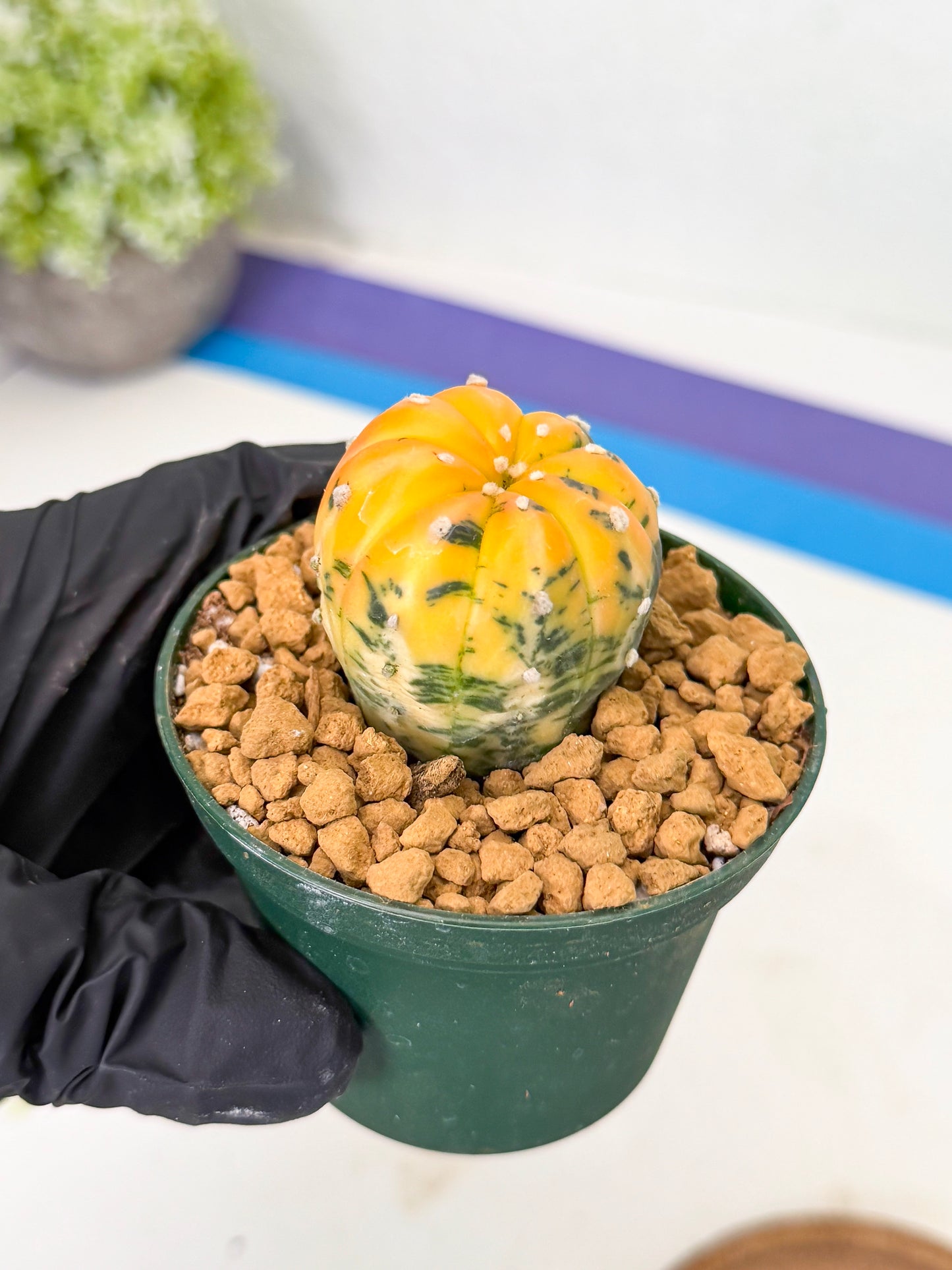 Astrophytum Var (at1) (y5) | From Taiwan