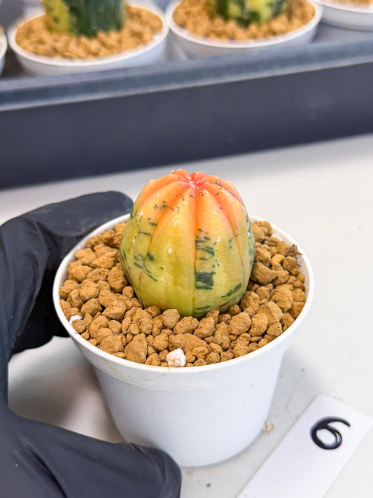 Astrophytum Var (at1) (y6) | From Taiwan