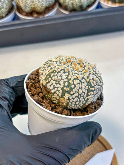 Astrophytum V Type (at4) (01) | Star Cactus