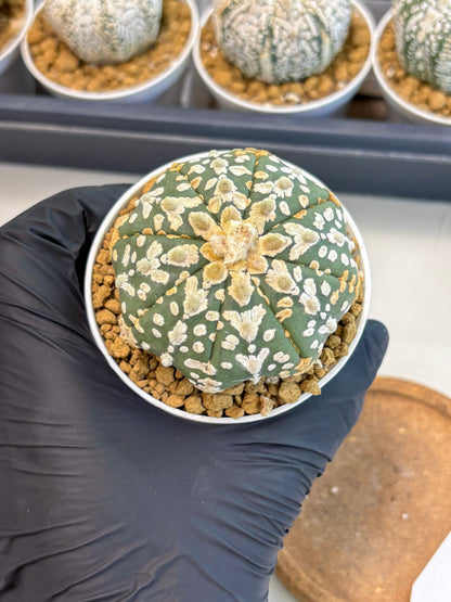 Astrophytum V-Type (at5) (b1) | Star Cactus