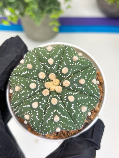 Astrophytum Star Shape (t3) (b1) | 3" Pot