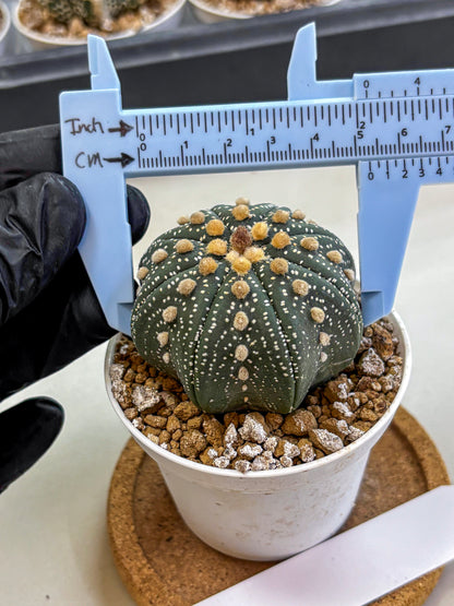 Astrophytum Super Kabuto (at1) (01) | Collection Plant | Rare Cactus