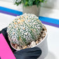 Astrophytum V-Type (#T4A) | Las Vegas Plant Shop | 3" Pot
