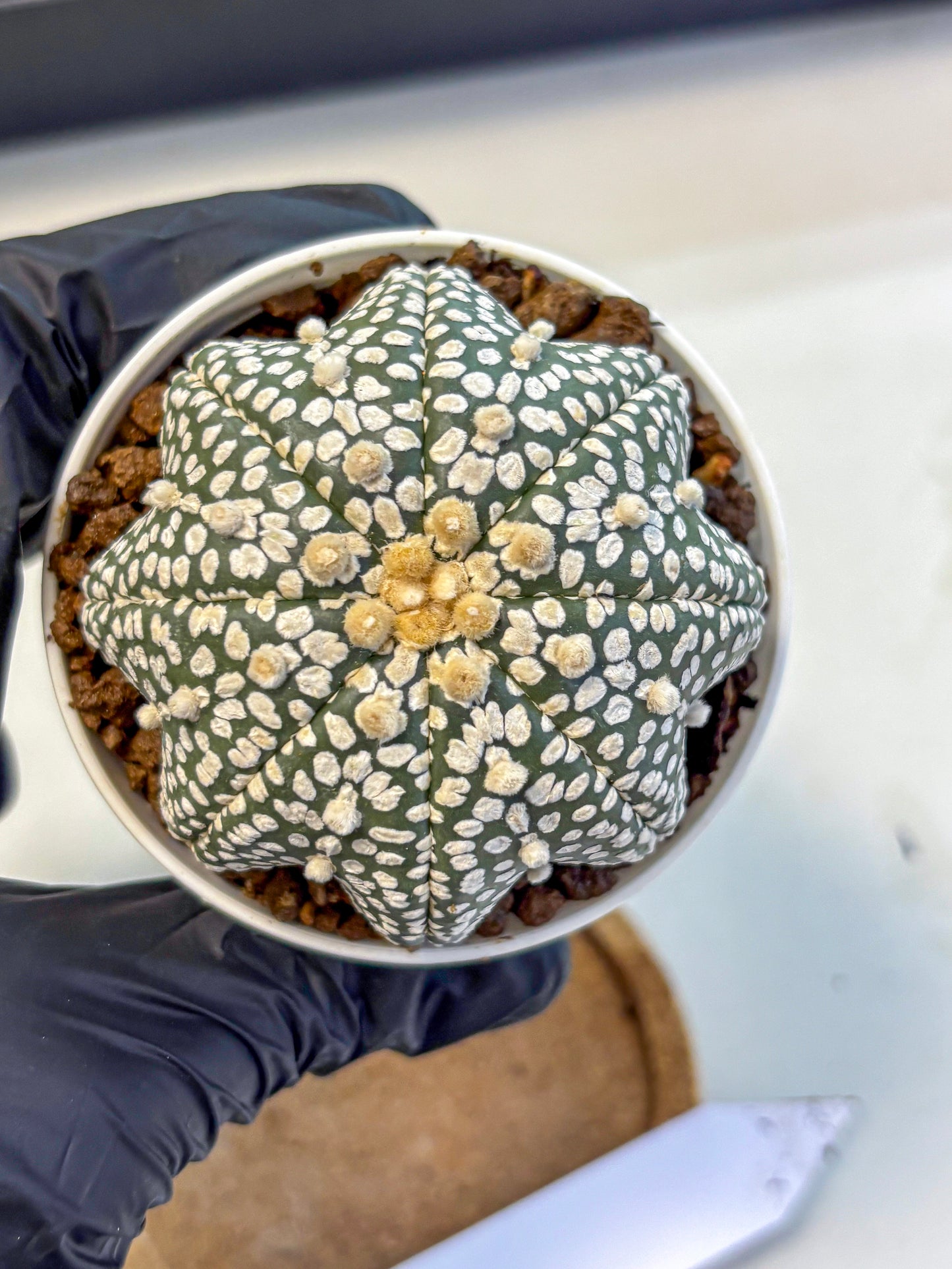 Astrophytum V Type (at5) (02) |  Sea urchin cactus