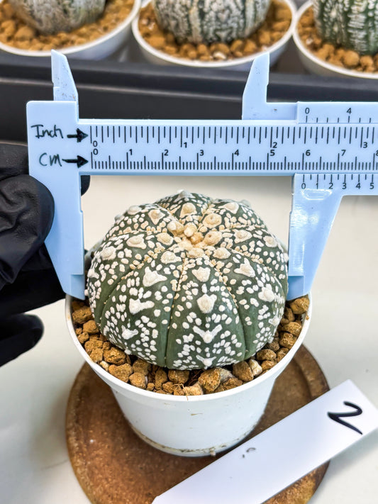 Astrophytum V-Type (at5) (p2) | Rare imported Plant