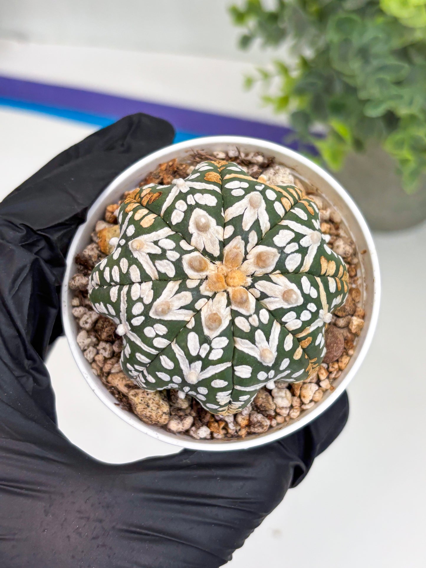 Astrophytum Super Kabuto V Type (T4) (b3) | Las Vegas Seller