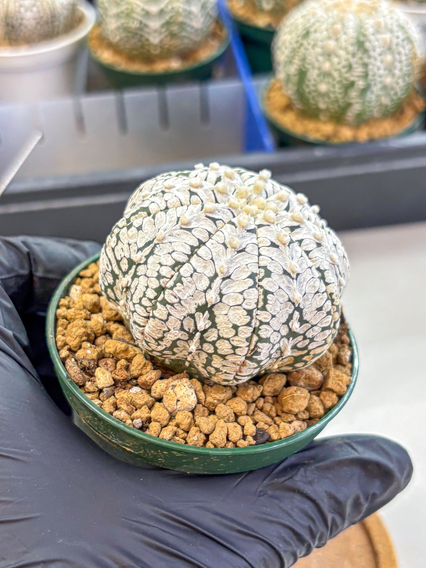 Astrophytum V Type (at2) (02) | Live Plant | Rare Collection