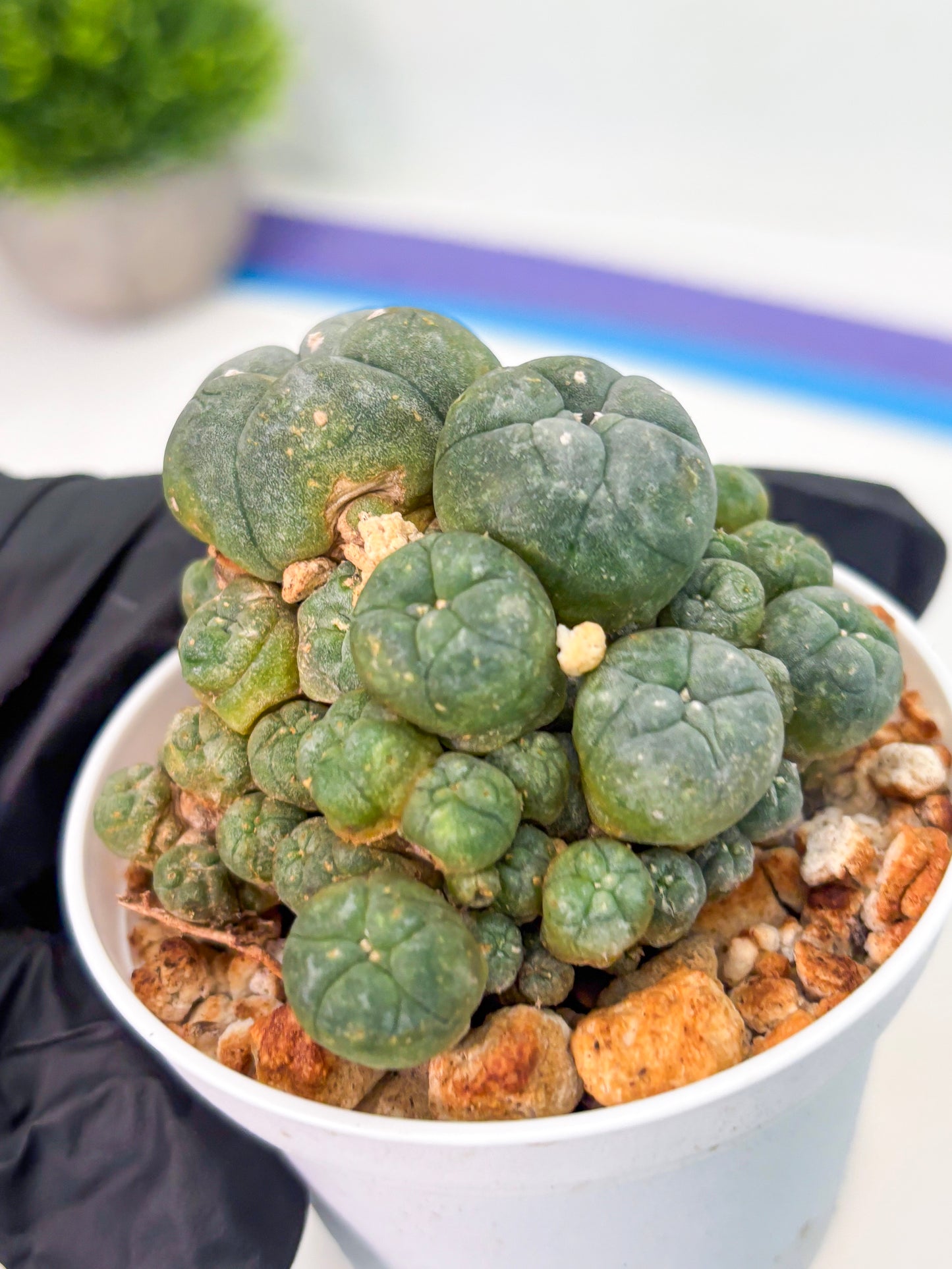 Spineless Cactus (Lo1) (p2) | For Advanced Growers