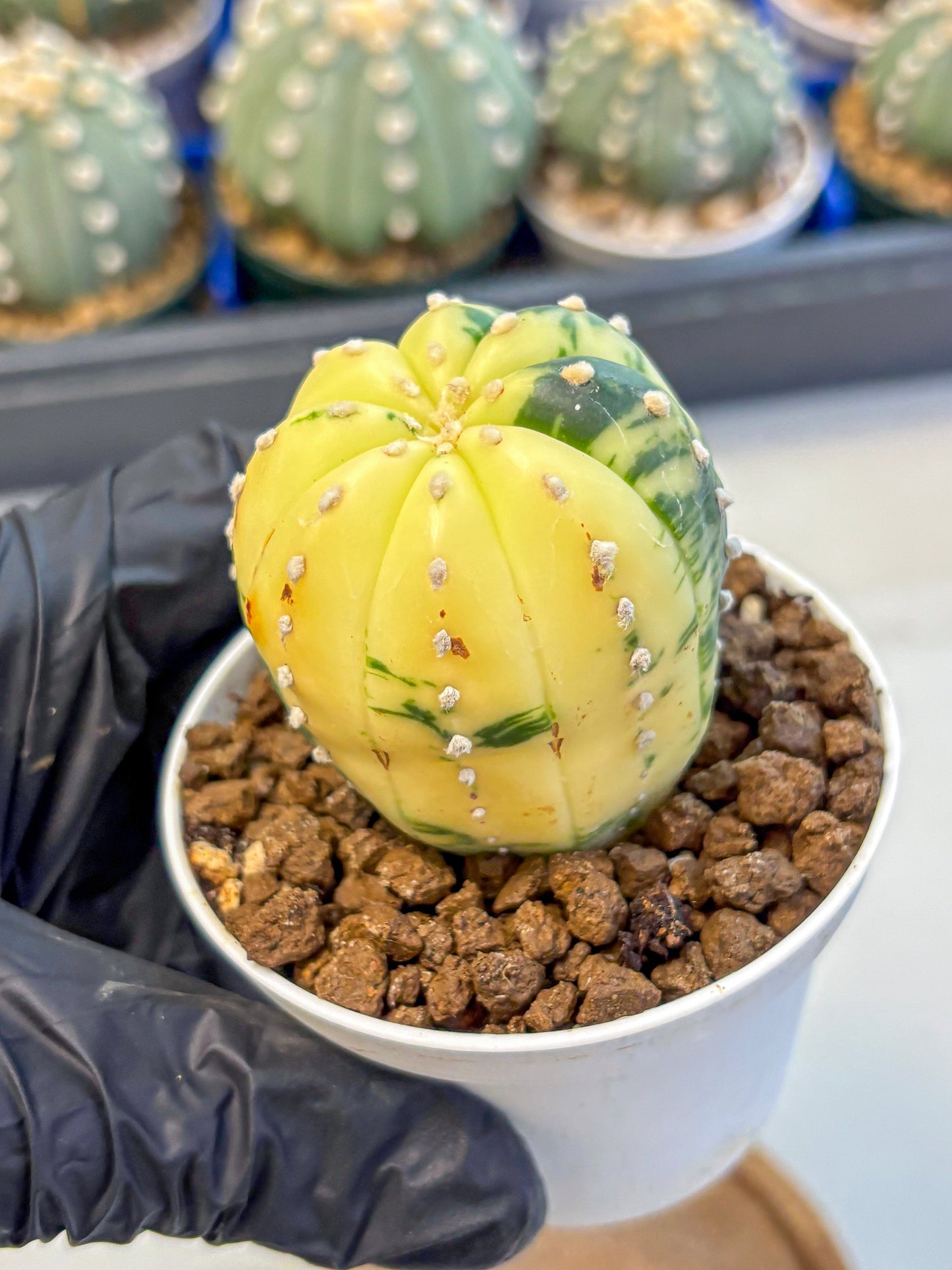 Astrophytum Variegated (at9) (02) | Rare Plant | Live Cactus