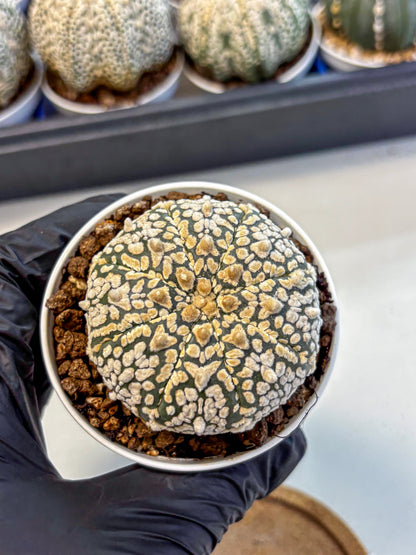 Astrophytum V Type (at4) (01) | Star Cactus