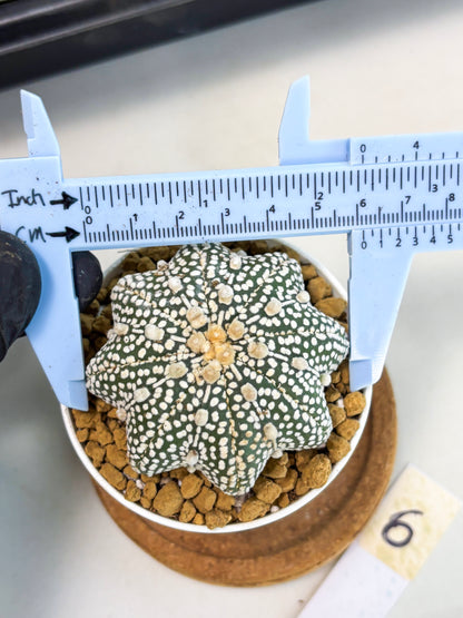 Astrophytum Star Shape (at2) (g6) | Japanese Import
