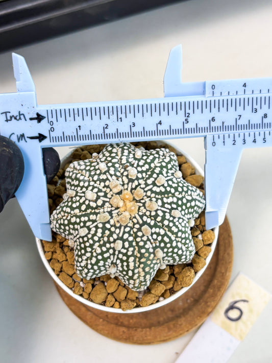 Astrophytum Star Shape (at2) (g6) | Japanese Import