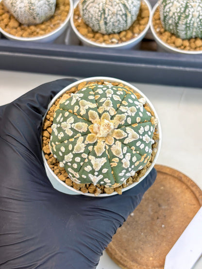 Astrophytum V-Type (at5) (b1) | Star Cactus