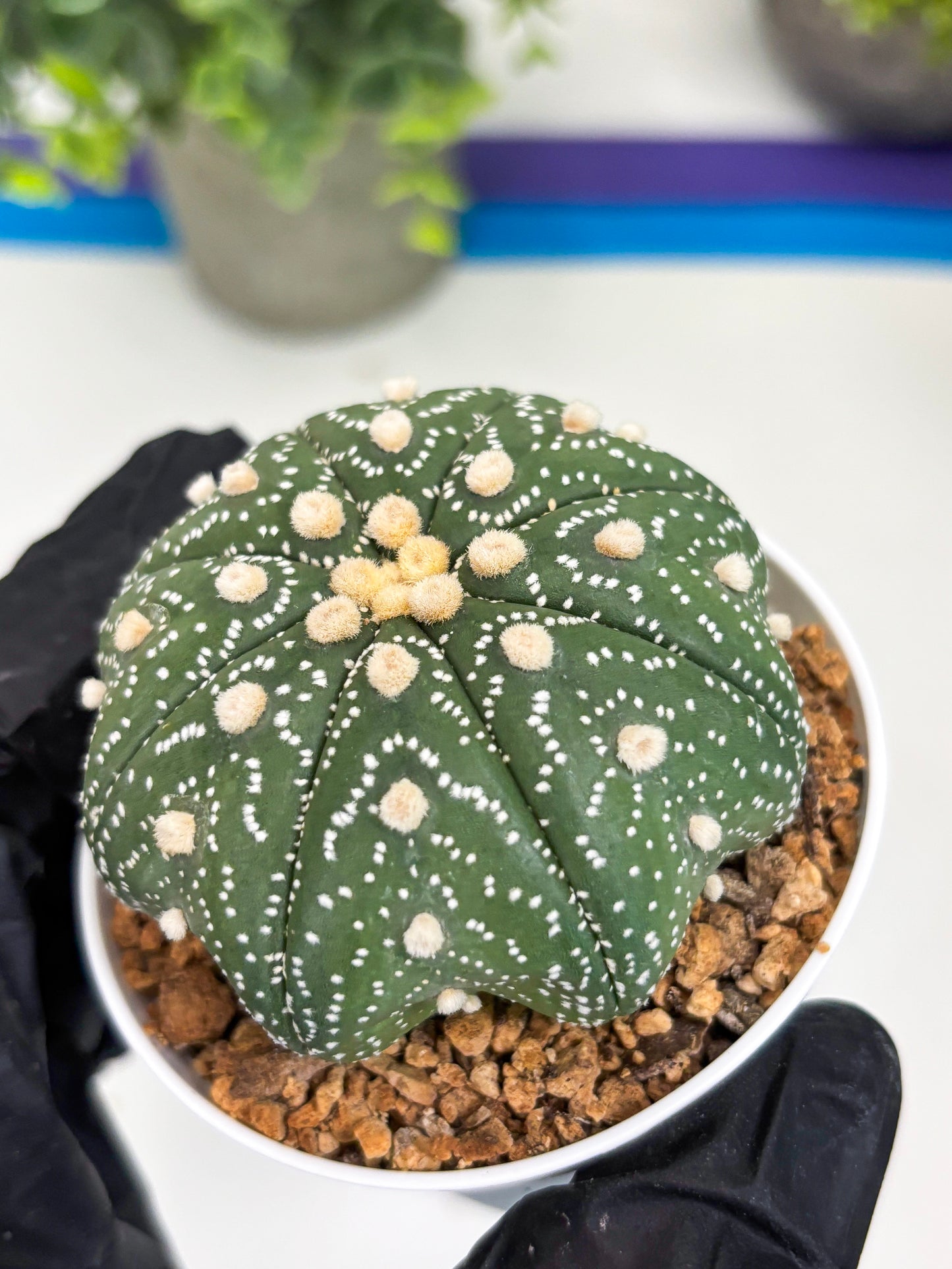 Astrophytum Star Shape (t3) (b1) | 3" Pot