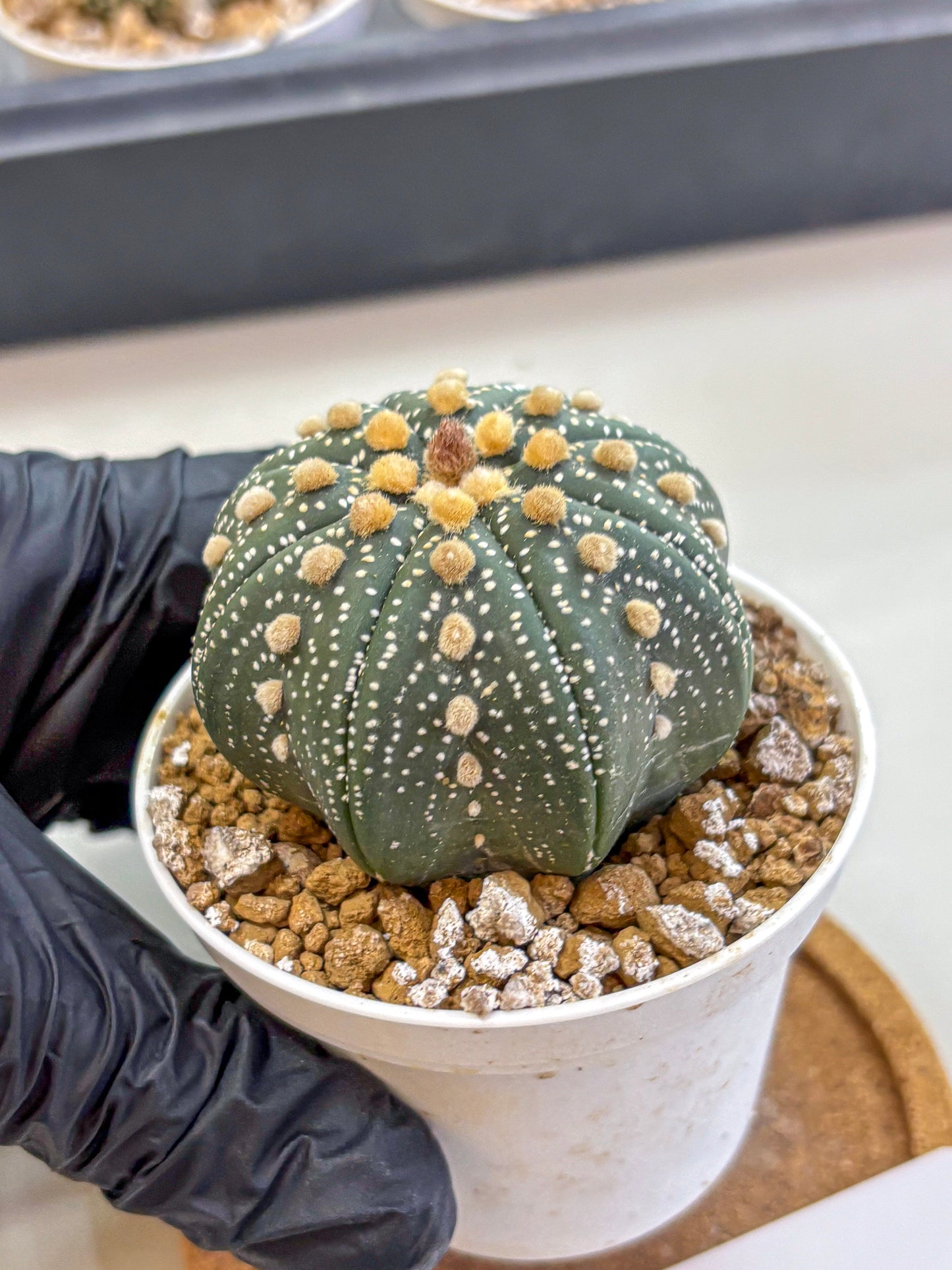 Astrophytum Super Kabuto (at1) (01) | Collection Plant | Rare Cactus