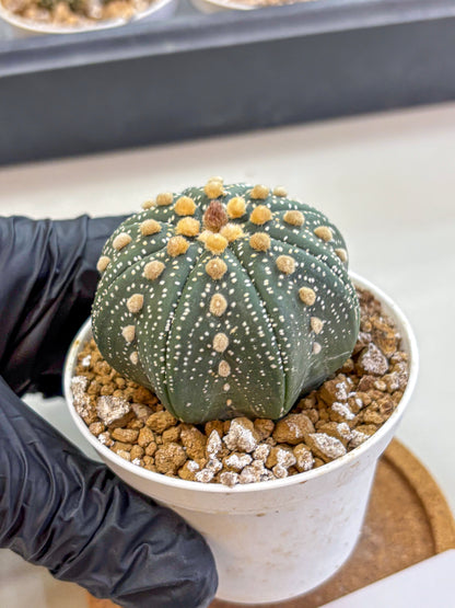 Astrophytum Super Kabuto (at1) (01) | Collection Plant | Rare Cactus