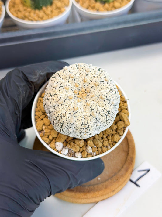 Astrophytum V-Type (at1) (p1) | Imported Cactus