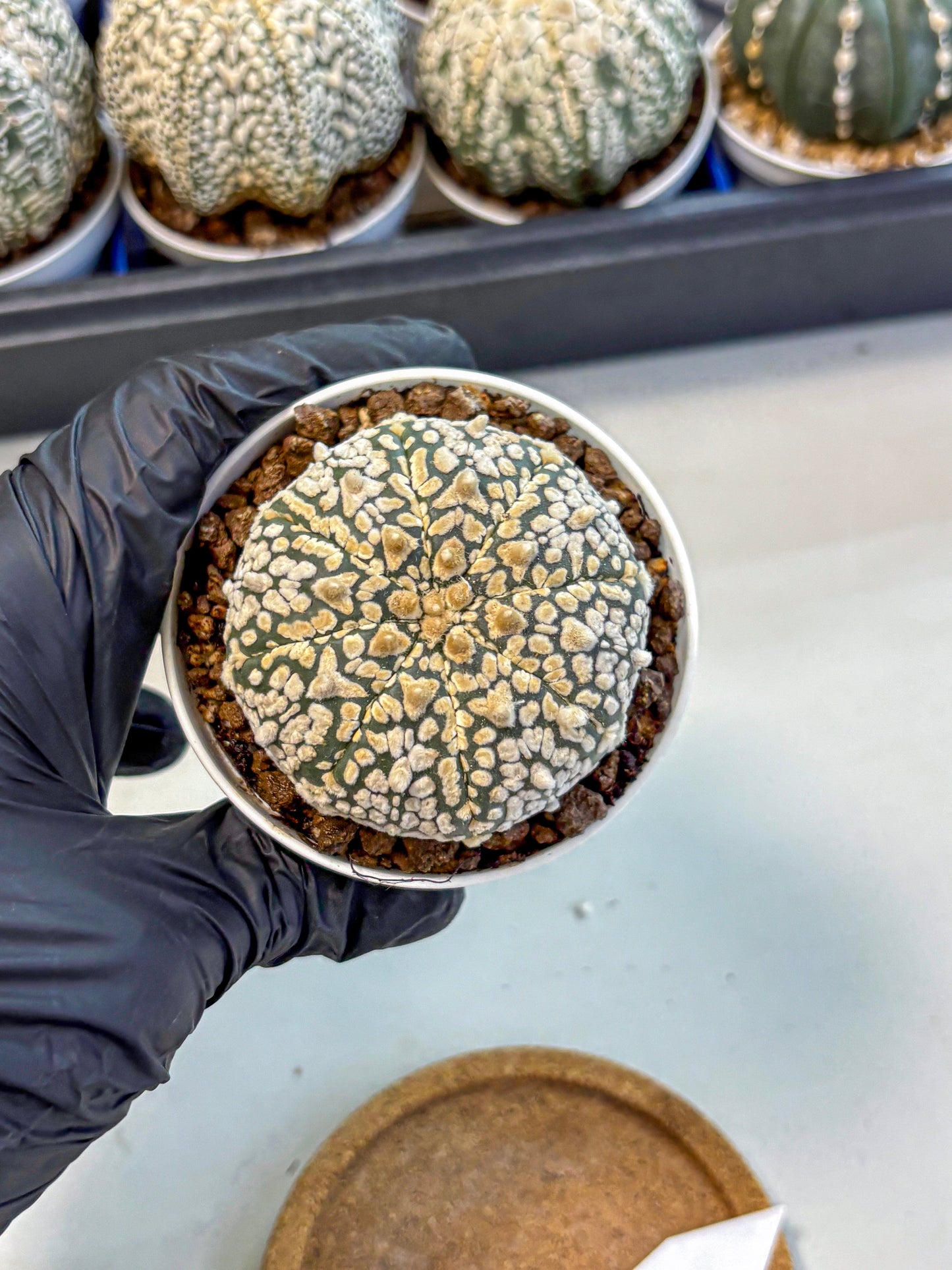 Astrophytum V Type (at4) (01) | Star Cactus