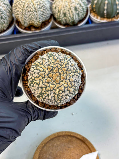 Astrophytum V Type (at4) (01) | Star Cactus