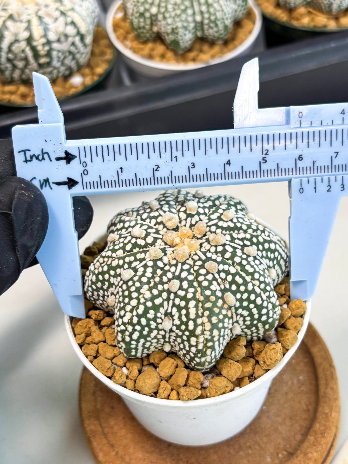 Astrophytum Star Shape (at2) (g6) | Japanese Import