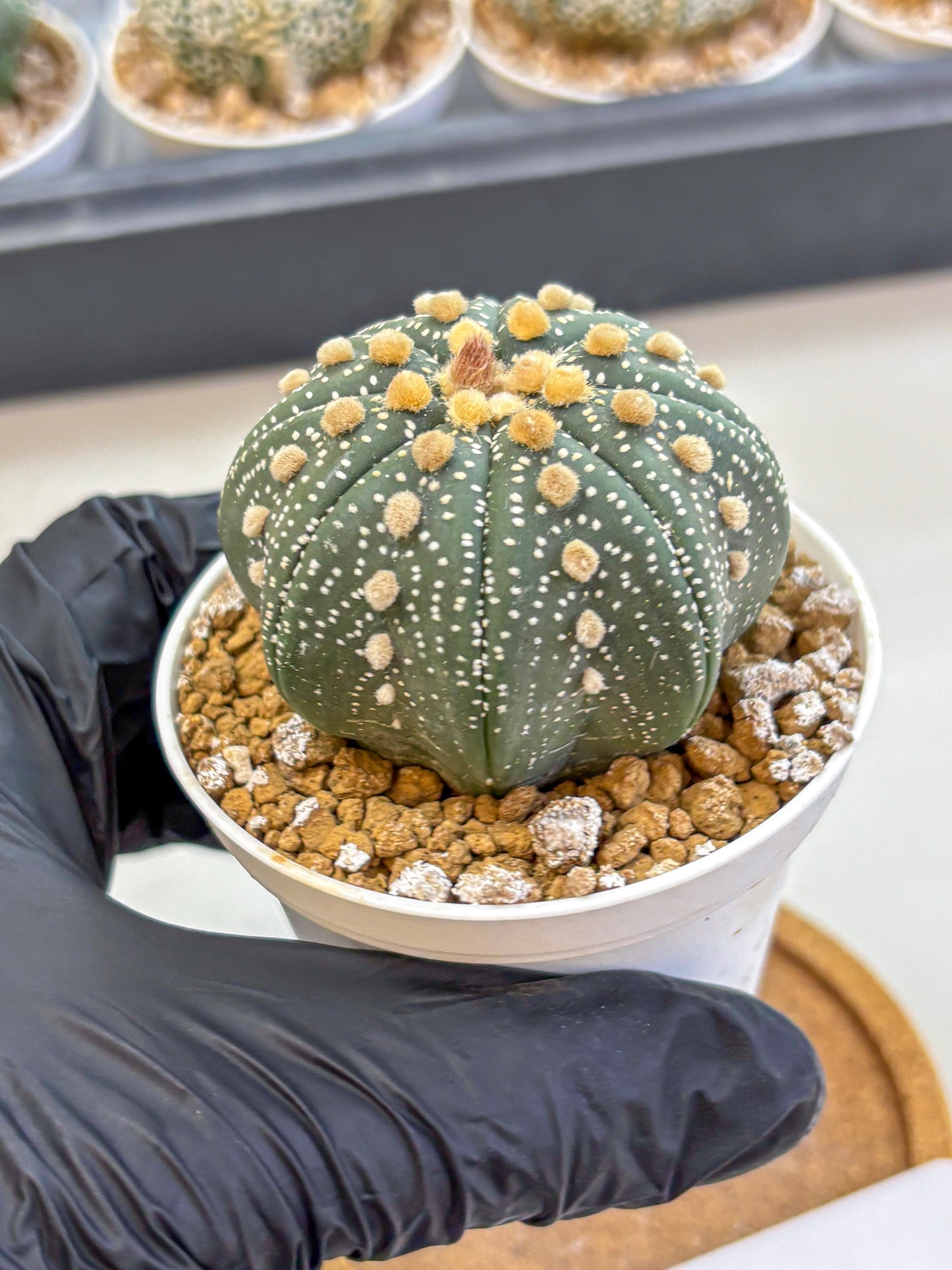 Astrophytum Super Kabuto (at1) (01) | Collection Plant | Rare Cactus