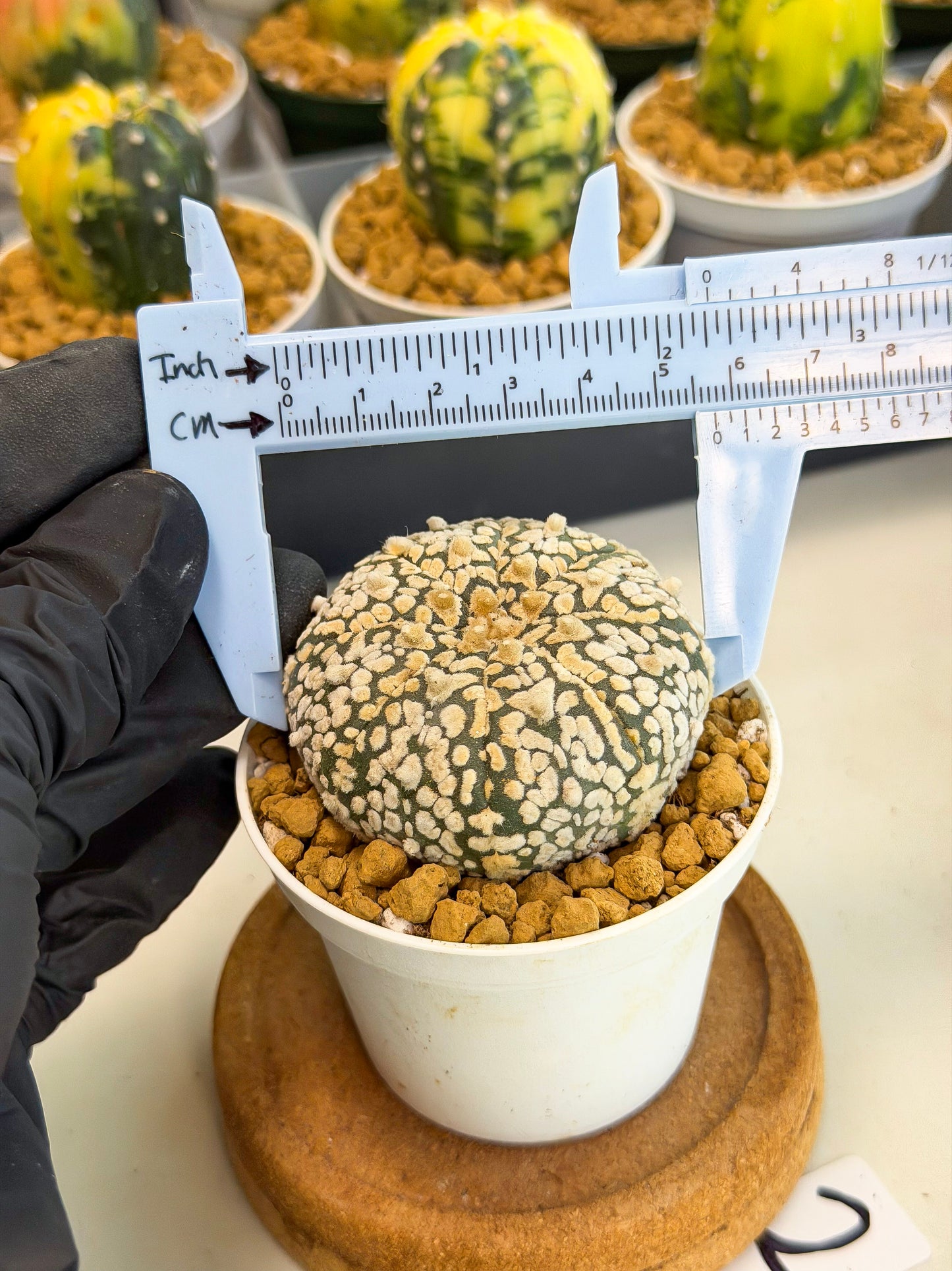 Astrophytum V-Type (at1) (p2) | Imported Cactus