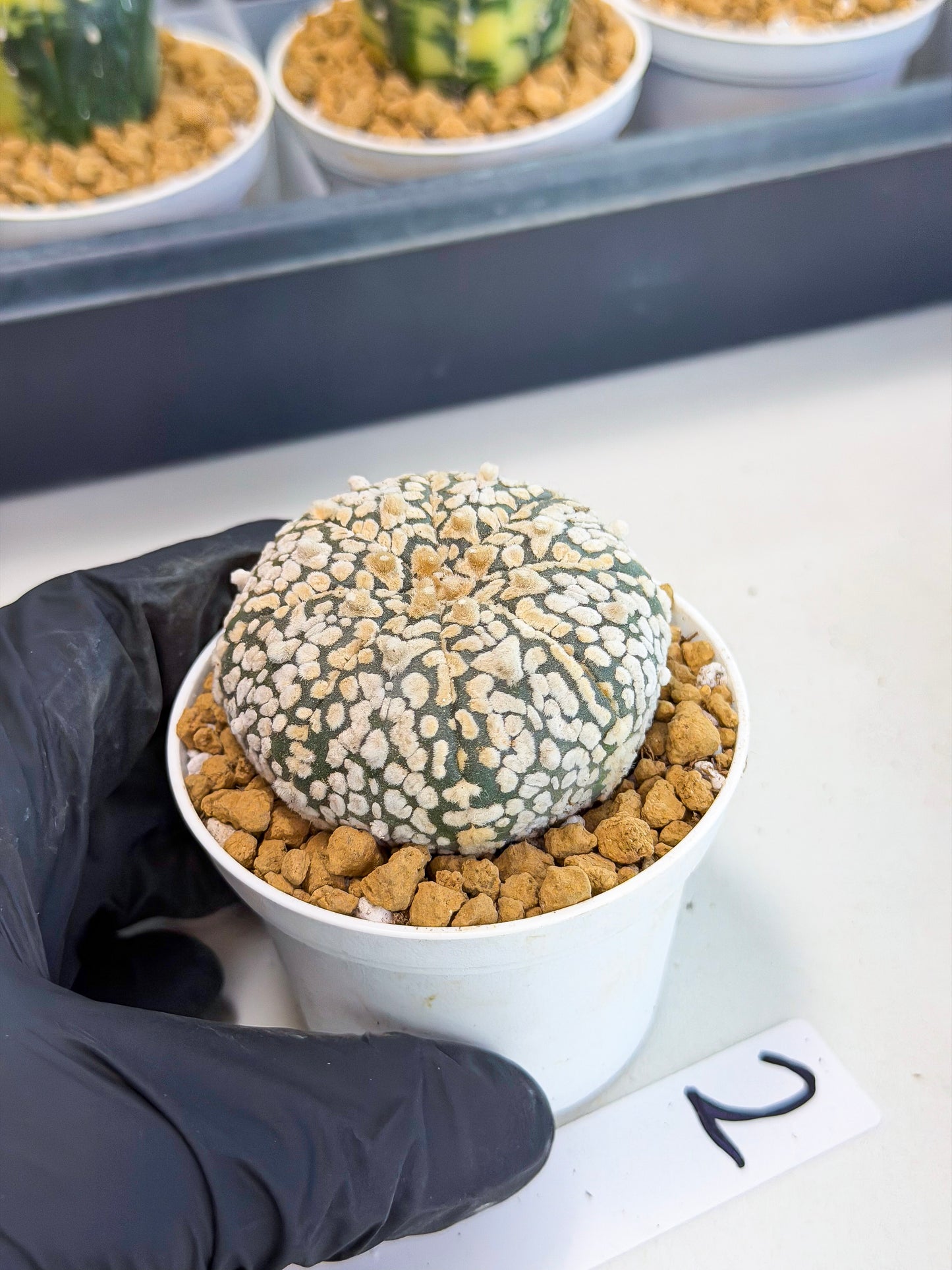 Astrophytum V-Type (at1) (p2) | Imported Cactus