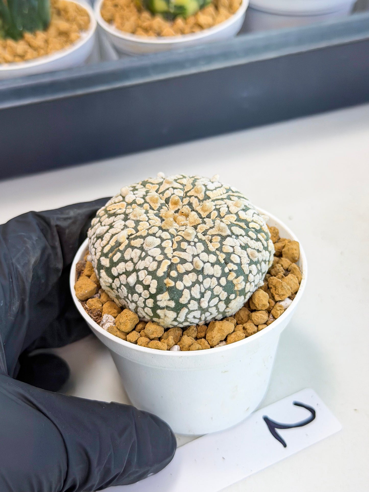 Astrophytum V-Type (at1) (p2) | Imported Cactus