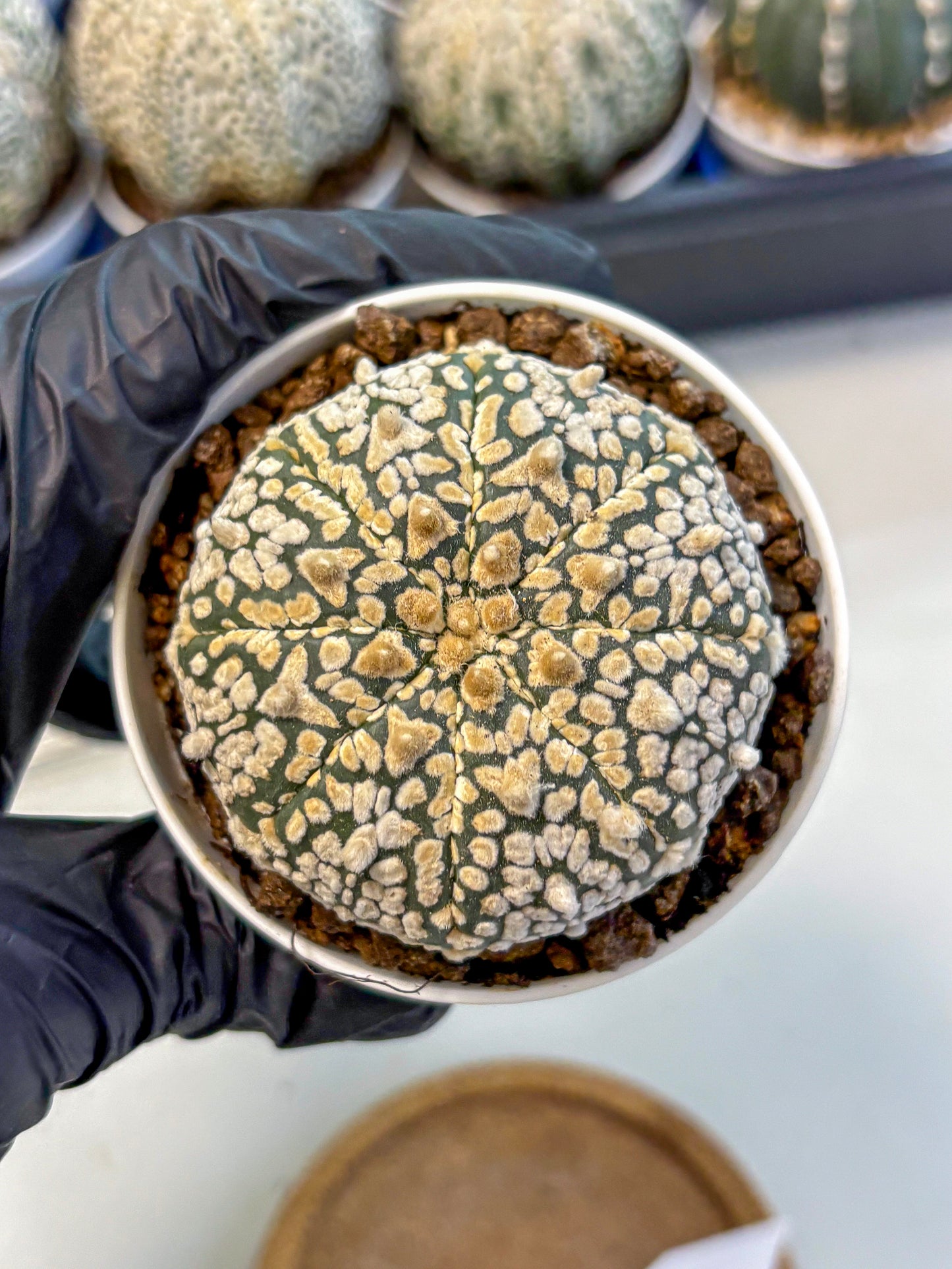 Astrophytum V Type (at4) (01) | Star Cactus