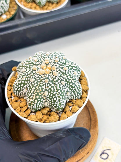 Astrophytum Star Shape (at2) (g6) | Japanese Import