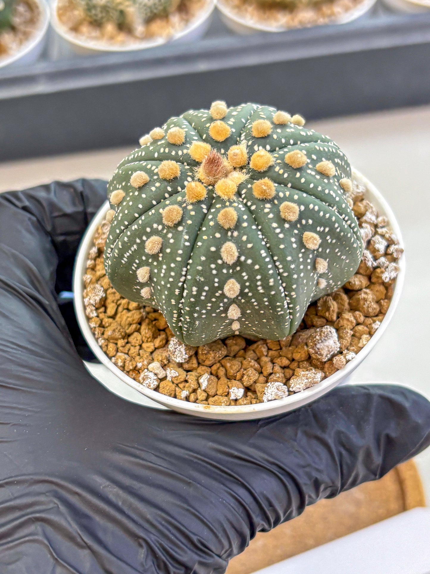 Astrophytum Super Kabuto (at1) (01) | Collection Plant | Rare Cactus