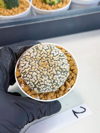 Astrophytum V-Type (at1) (p2) | Imported Cactus