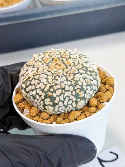 Astrophytum V-Type (at1) (p2) | Imported Cactus