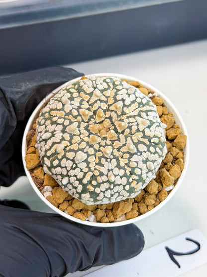 Astrophytum V-Type (at1) (p2) | Imported Cactus