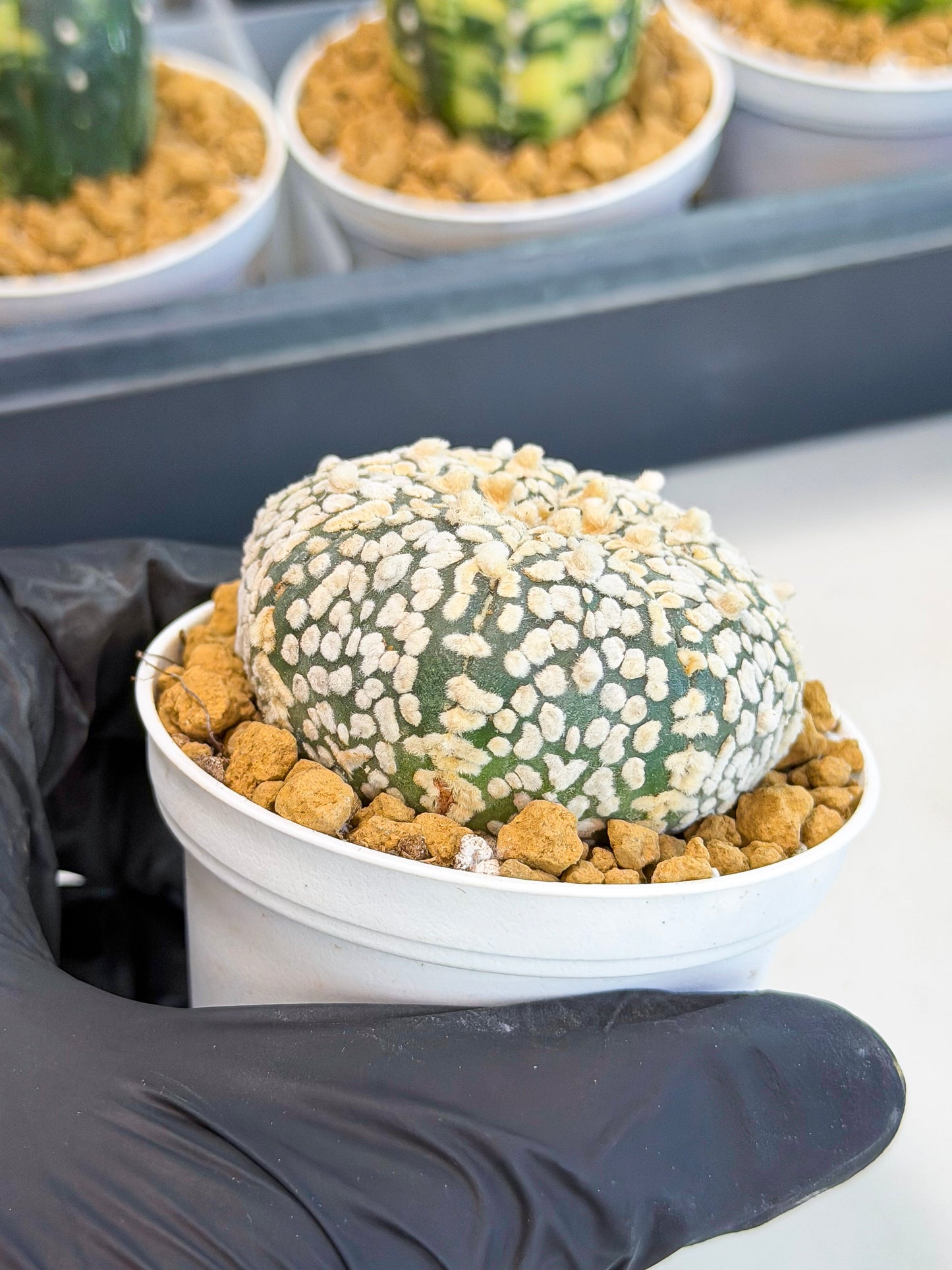 Astrophytum V-Type (at1) (p2) | Imported Cactus