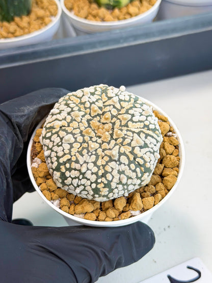 Astrophytum V-Type (at1) (p2) | Imported Cactus