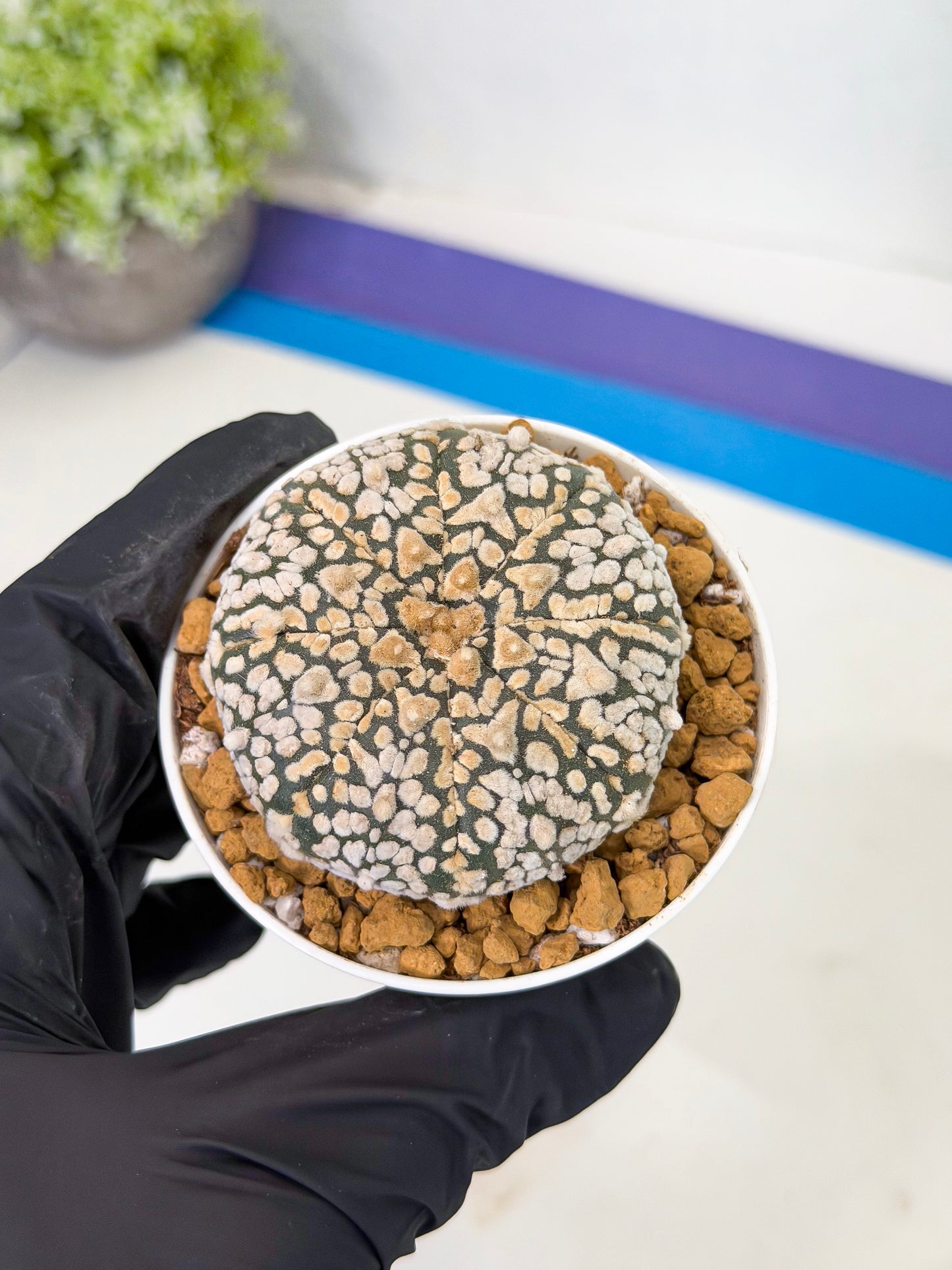 Astrophytum V-Type (at1) (p2) | Imported Cactus