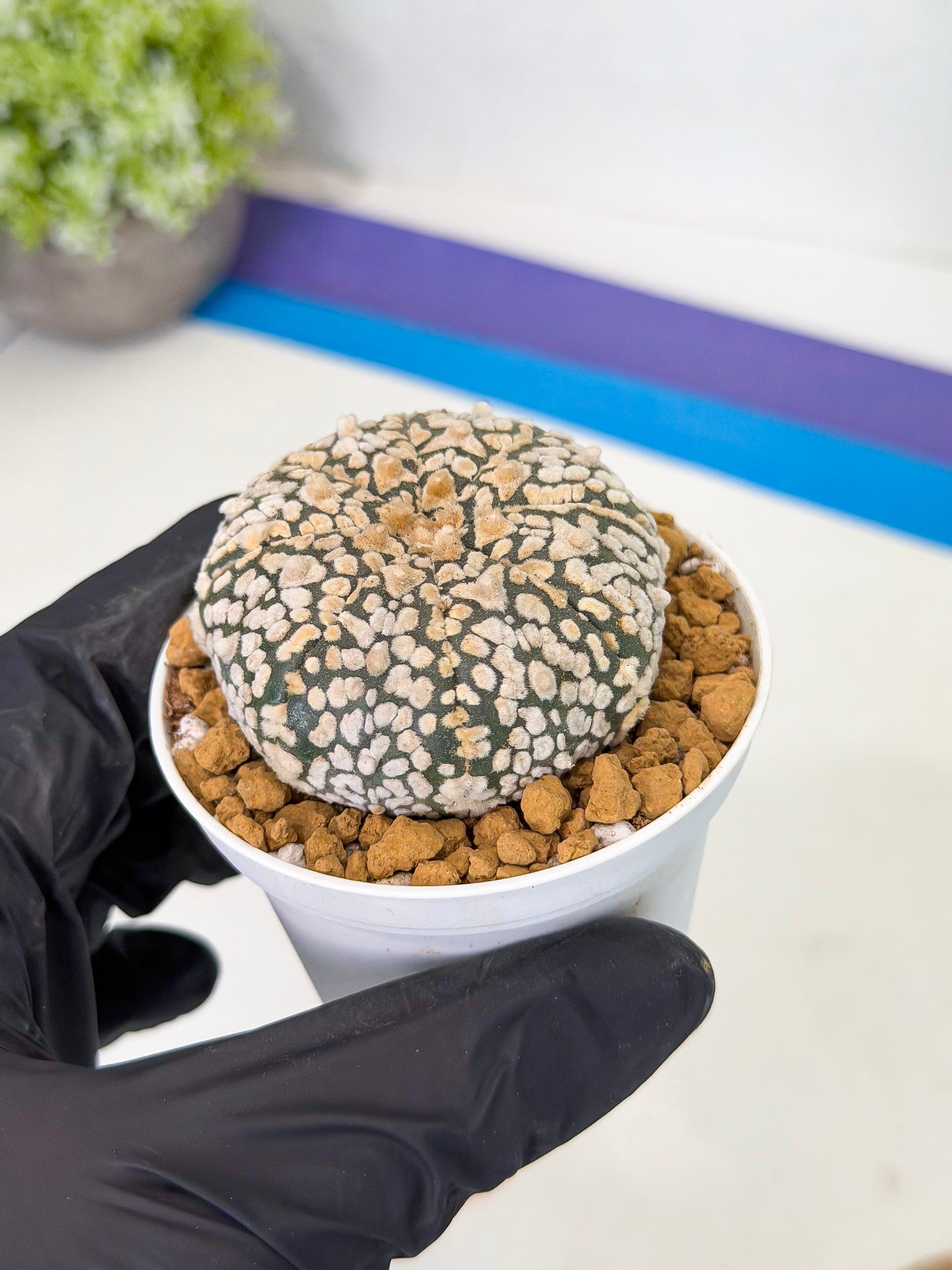 Astrophytum V-Type (at1) (p2) | Imported Cactus