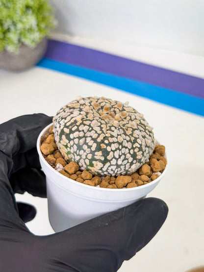 Astrophytum V-Type (at1) (p2) | Imported Cactus