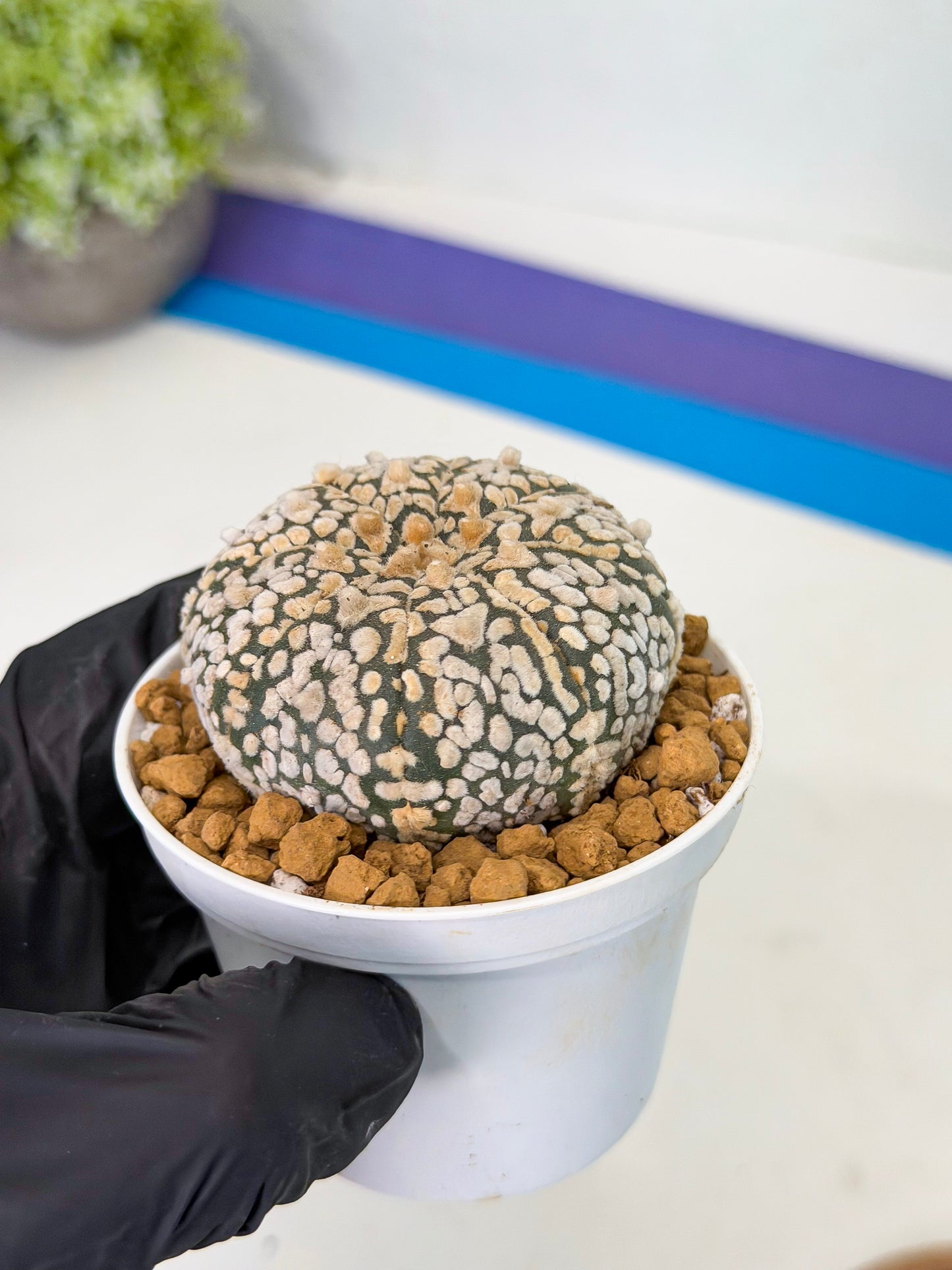 Astrophytum V-Type (at1) (p2) | Imported Cactus