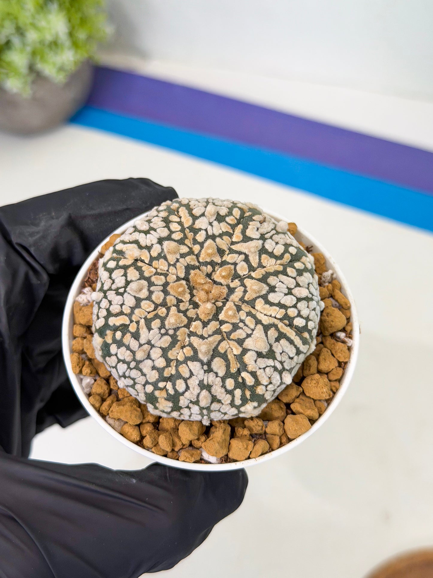 Astrophytum V-Type (at1) (p2) | Imported Cactus