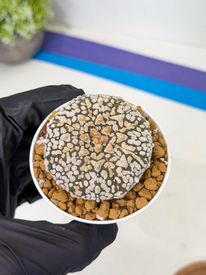 Astrophytum V-Type (at1) (p2) | Imported Cactus