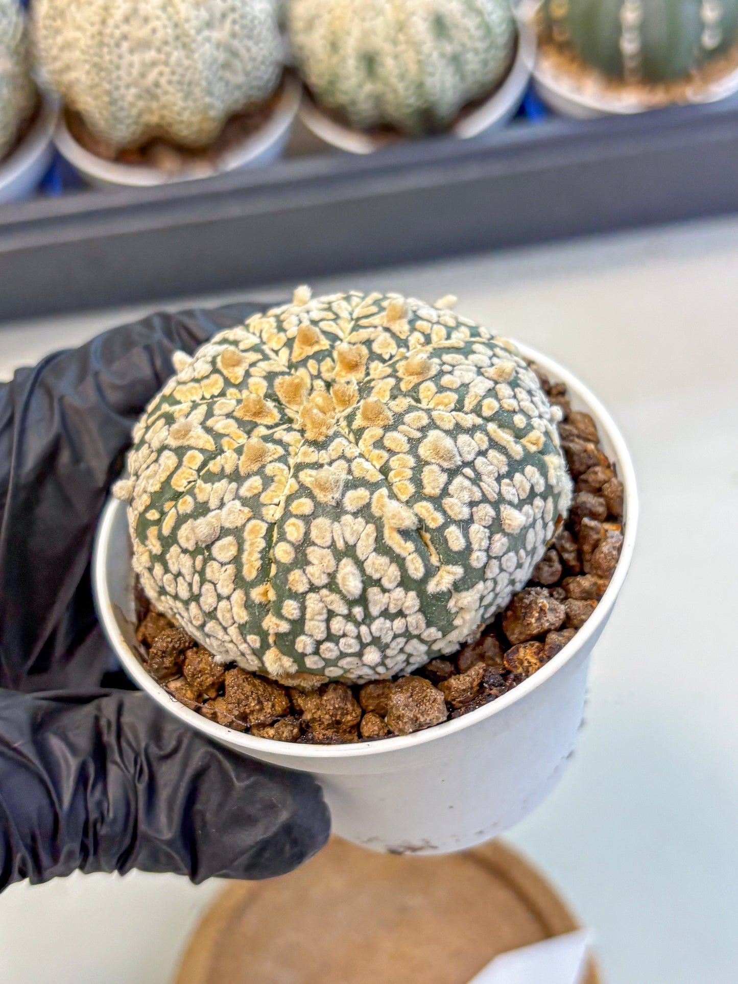 Astrophytum V Type (at4) (01) | Star Cactus