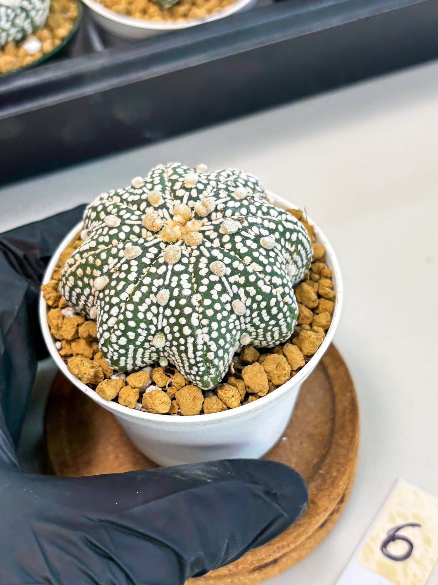 Astrophytum Star Shape (at2) (g6) | Japanese Import