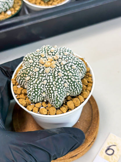 Astrophytum Star Shape (at2) (g6) | Japanese Import