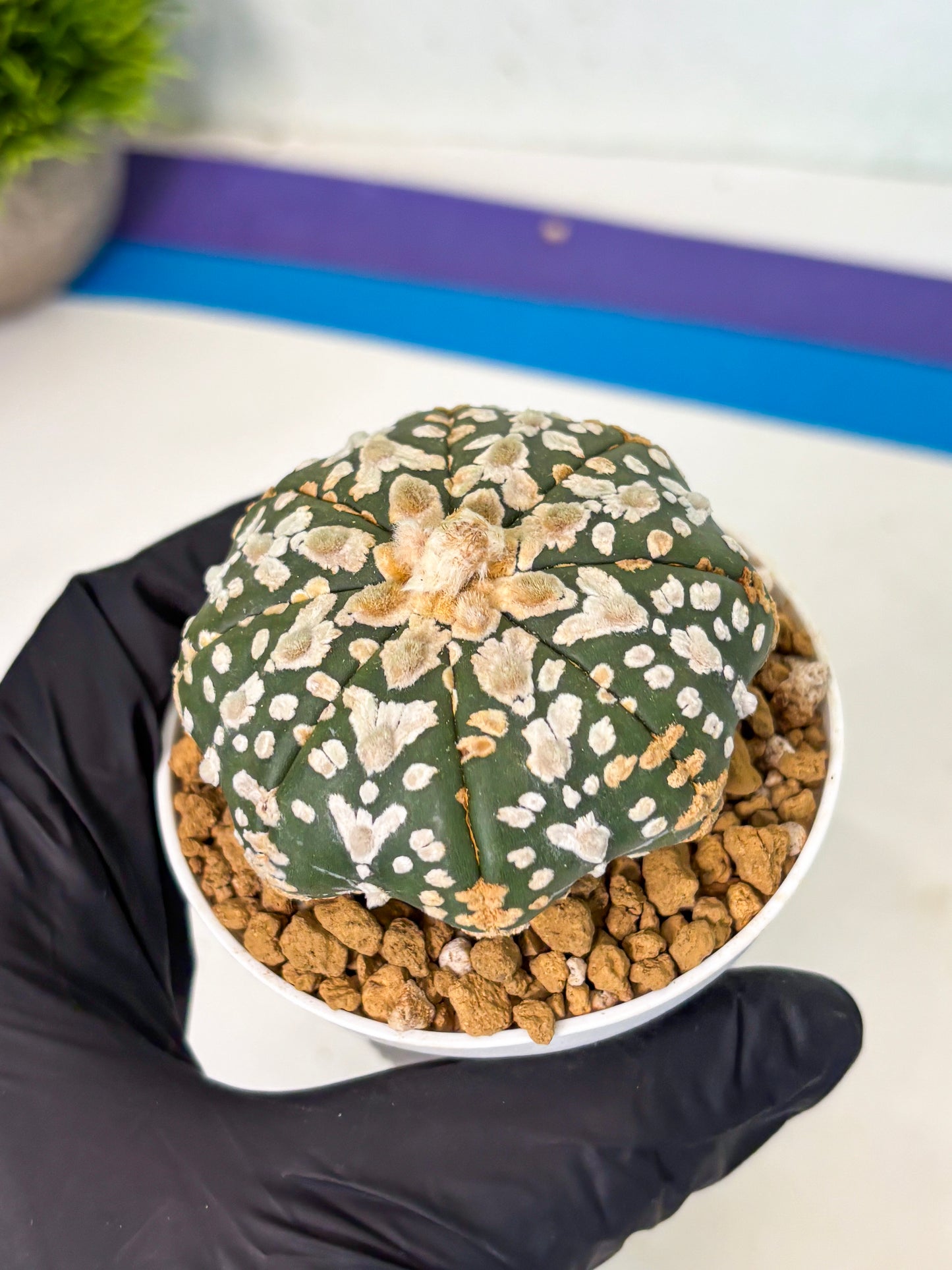 Astrophytum V-Type (at5) (b1) | Star Cactus