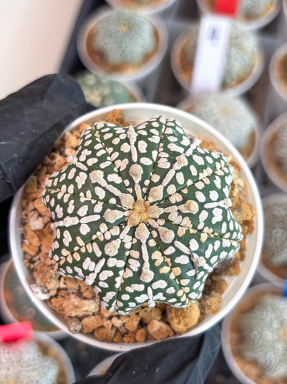Astrophytum Star Shape (t3) (b2) | 3" Pot