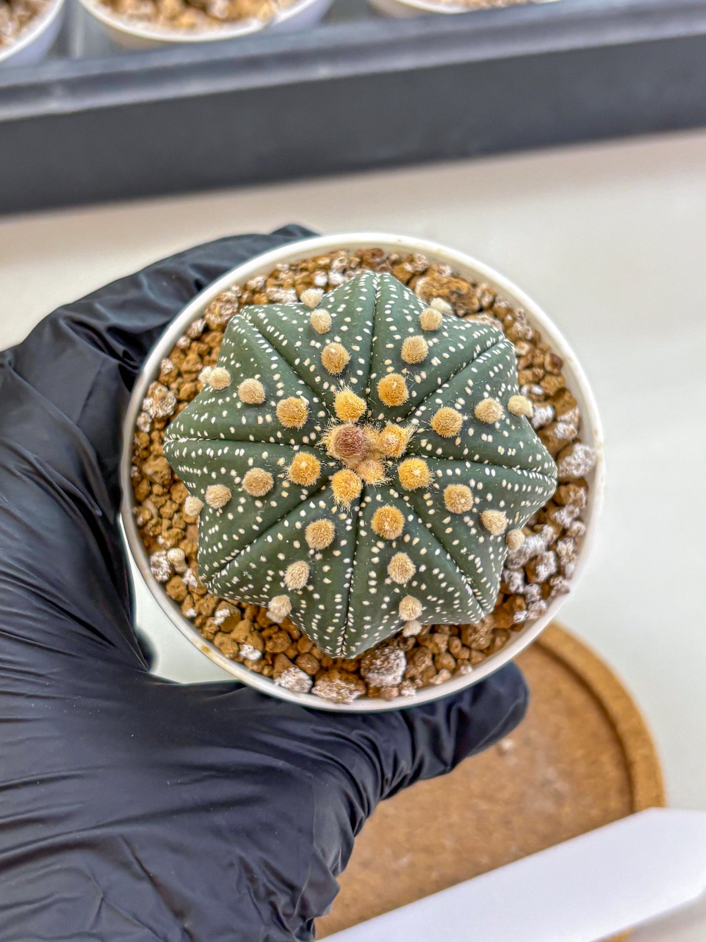 Astrophytum Super Kabuto (at1) (01) | Collection Plant | Rare Cactus