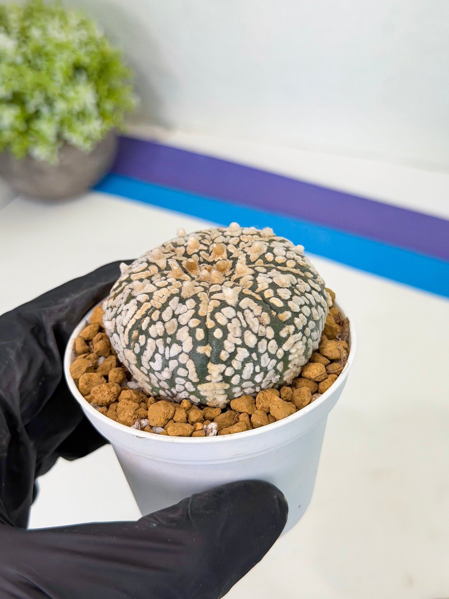 Astrophytum V-Type (at1) (p2) | Imported Cactus